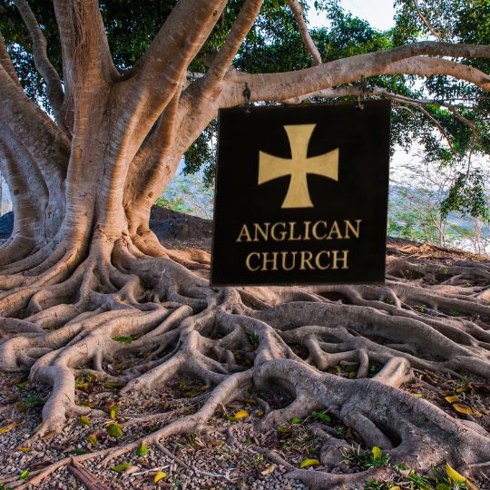 Anglican Church sign
hanging from large tree with exposed roots