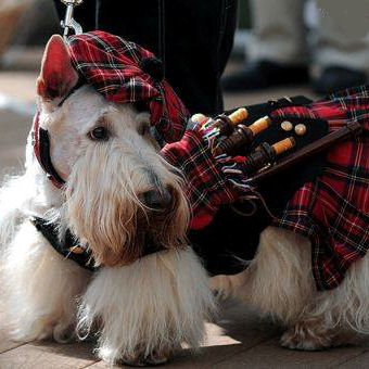 West Highland White Terrier wearing a
tartan kilt and tam