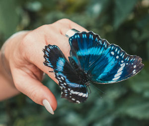 Blue butterfly on a bride's hand with silver
wedding ring
